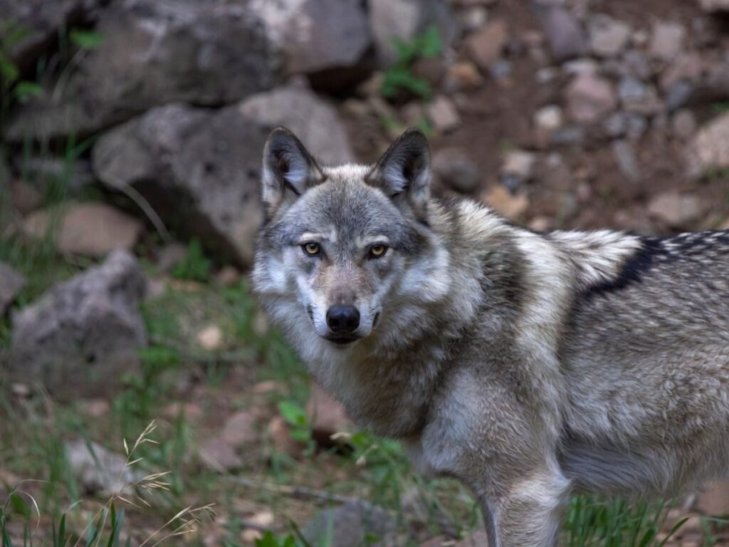 Colorado Killed a Wolf Last Week — Here's What Happened in the Year Before That Decision