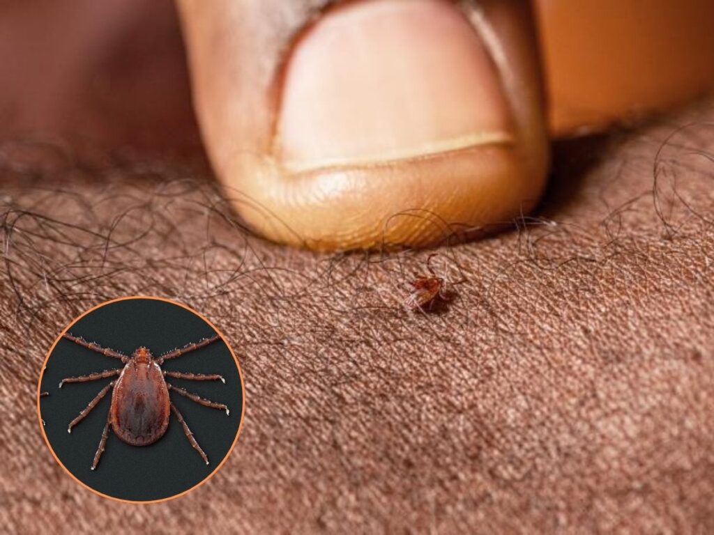 No Vaccine, No Treatment The Invasive Tick Spreading a Fatal Cattle Disease Across 26 States
