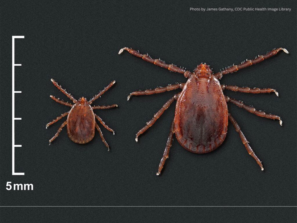 No Vaccine, No Treatment: The Invasive Tick Spreading a Fatal Cattle Disease Across 26 States