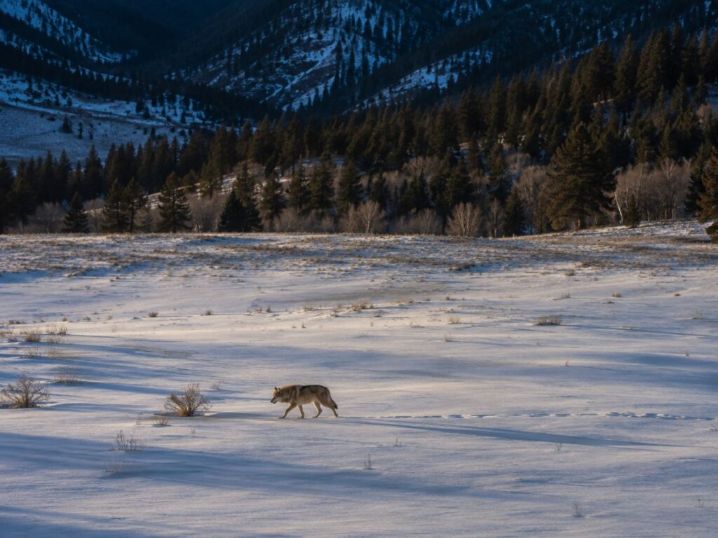 Ranch Owner Admits Employee Killed a Protected Wolf