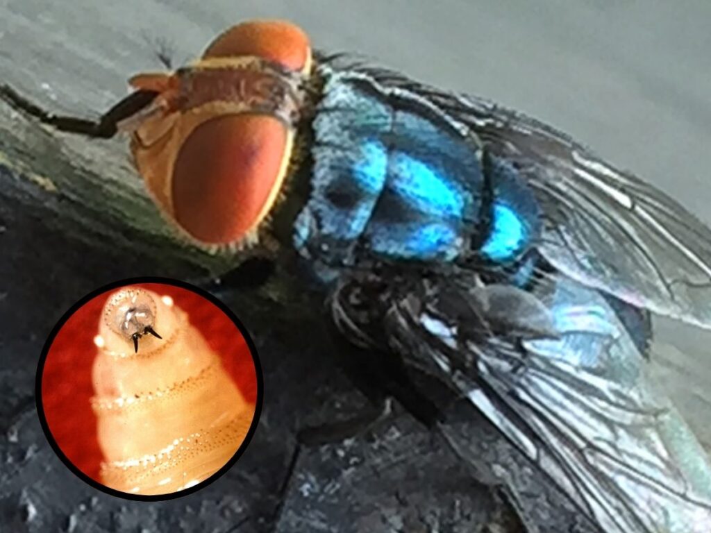 The New World Screwworm America Defeated 60 Years Ago Has Returned to U.S. Soil